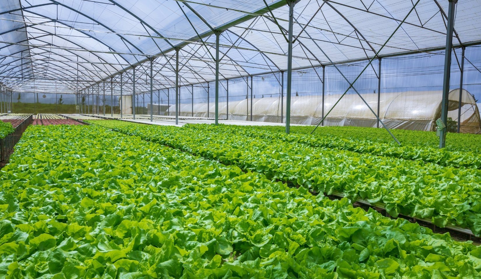 heating-pipe-in-greenhouse-construction