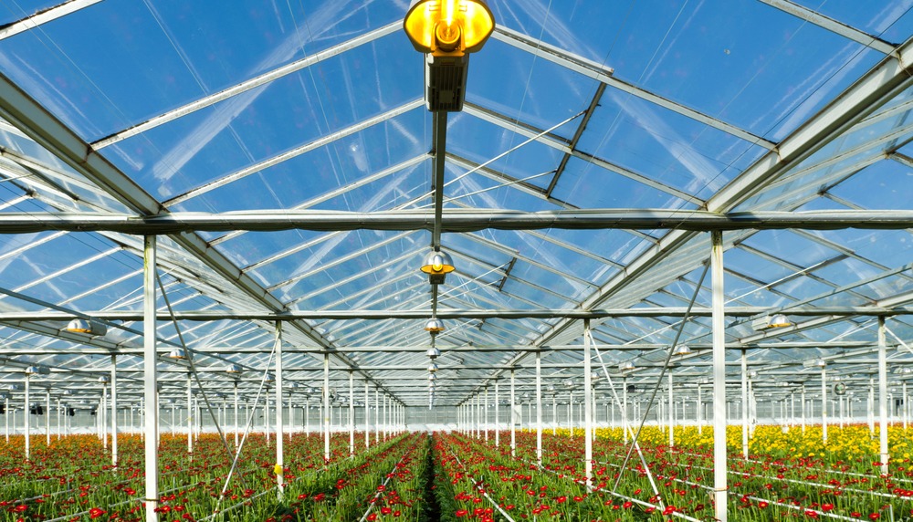 flowers-cultivated-large-commercial-greenhouse-151414898