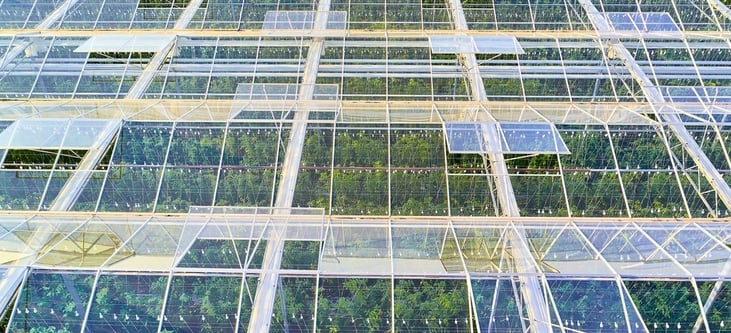 young-plants-modern-greenhouse-top-view-2043926561