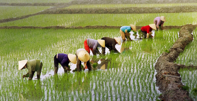 Rice production in Vietnam